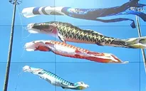 Lễ hội bé trai và văn hóa cờ cá chép ở Nhật Bản