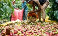 Giá cà phê tăng cao kỷ lục