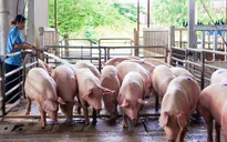 Giá lợn hơi tăng trở lại