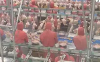Hà Nội khó thu hút nhà đầu tư vào khu giết mổ tập trung