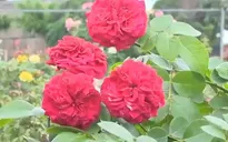 Thu nhập tiền tỷ nhờ hoa hồng