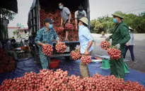 Hàng trăm thương nhân Trung Quốc đăng ký thu mua vải thiều