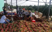 Thanh long đầu mùa giá cao kỷ lục
