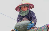 Dưa hấu được mùa, mất giá