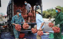 Hơn 200 thương nhân Trung Quốc đăng ký đến Bắc Giang thu mua vải thiều
