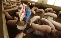 Giá lợn hơi dự báo sắp tăng trở lại