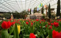 Lễ hội hoa Tulipmania tại Gardens by the Bay