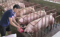 Giá lợn hơi liên tục tăng