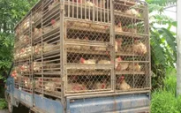 Xử lý nghiêm việc buôn bán, vận chuyển trái phép gia cầm, sản phẩm gia cầm