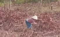 Nguy cơ cháy rừng từ sự bất cẩn khi đốt dọn thực bì