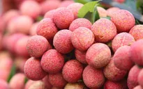 Bắc Giang có thêm 12 mã số vùng trồng vải thiều xuất khẩu