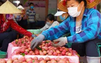 Mọi điều kiện xuất khẩu vải thiều đã hoàn thành