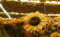 Trưng bày hơn 3.000 kiệt tác của Van Gogh tại Thái Lan