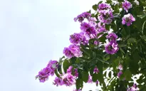 Hoa bằng lăng bung nở sắc tím ngợp trời Hà Nội