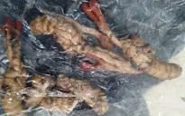 Suýt tử vong vì ăn nhầm xác nhộng ve sầu mà tưởng đông trùng hạ thảo