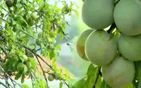 Nét đẹp mùa mận chín Đà Lạt