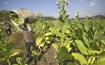 WHO khuyến cáo chuyển đổi trồng cây khác thay thuốc lá