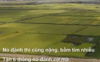 “Bảo kê” dịch vụ gặt lúa, ép giá nông dân