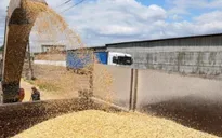 Ukraine tạm ngừng xuất khẩu ngũ cốc sang 5 nước châu Âu