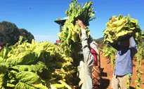 Ngày Thế giới không hút thuốc lá 2023: Mọi người cần thực phẩm, không cần thuốc lá