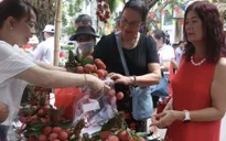 Vải lai chín sớm được mùa