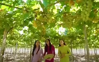 Ninh Thuận sẵn sàng cho Lễ hội Nho - Vang 2023