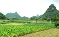 Việt Nam thu hẹp diện tích trồng thuốc lá