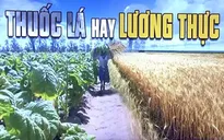 Tổn thất do thuốc lá gây ra với kinh tế toàn cầu lên tới 1.400 tỷ USD mỗi năm