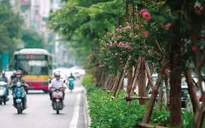 Cây xanh đô thị ở Việt Nam được lựa chọn theo tiêu chí nào?
