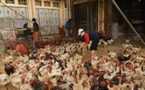 Lạng Sơn phát hiện virus cúm gia cầm tại một số chợ