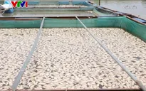 Cá chết bất thường trên sông Sêrêpốk vì nắng nóng