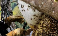 Ngược ngàn rong ruổi săn mật ong rừng