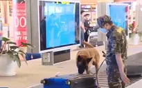 Báo động ‘đỏ’ vận chuyển ma túy qua đường hàng không vào Việt Nam