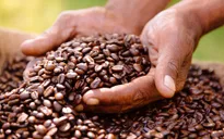 Giá xuất khẩu cà phê Việt Nam tăng cao