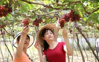Ninh Thuận: Quảng bá du lịch qua Lễ hội Nho và Vang