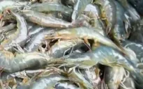 Trúng mùa nhưng người nuôi tôm vẫn "trắng tay"