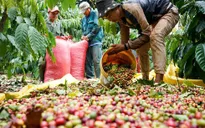 Giá cà phê lập đỉnh 15 năm