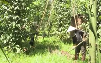 Bình yên trở lại buôn làng Đắk Lắk