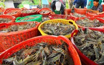 Giá tôm giảm mạnh, người nuôi "treo ao"