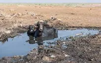 Iraq: Di cư vì môi trường biến đổi