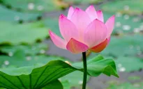 Tháng 6, chờ đón mùa Sen về...