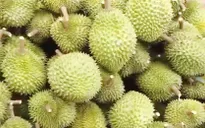 Sầu riêng Việt có thể mang về 1 tỷ USD