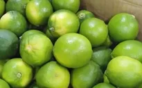Chanh không hạt Việt Nam chiếm lĩnh thị trường Vùng Vịnh