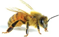 Bé 8 tuổi nguy kịch do bị ong nghệ đốt gần 20 nốt
