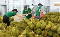 Xuất khẩu sầu riêng tăng 18 lần