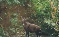 Nỗ lực tìm kiếm những cá thể Sao La tại Việt Nam