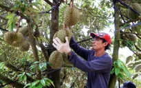 5 tháng đầu năm, xuất khẩu rau quả thu hơn 1,8 tỷ USD