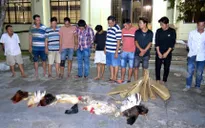 Bạc Liêu: Triệt xóa điểm đá gà ăn tiền, thu giữ hơn 100 triệu đồng