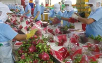 4 tỷ USD xuất khẩu rau quả dự báo "trong tầm tay"