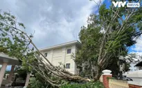Đà Lạt: Nhiều cây to gãy đổ sau mưa lớn, đè lên ô tô